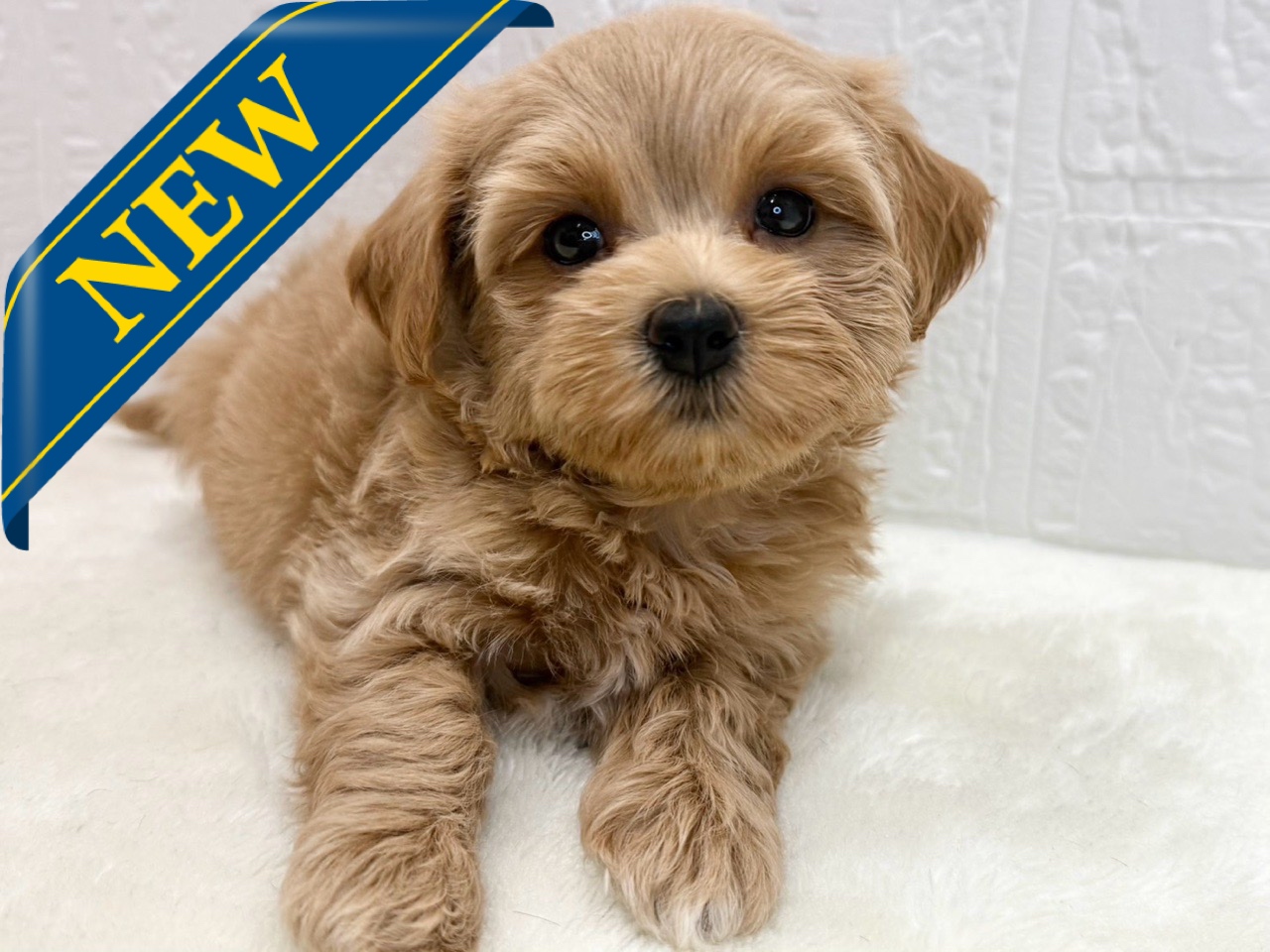 トイプー 価格の安いMIX犬 ♂ (父）トイプードル×（母）マルチーズ 八千代