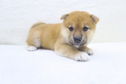 神奈川県の柴犬(標準サイズ) (かねだい海老名店/2024年7月14日生まれ/女の子/赤)の子犬