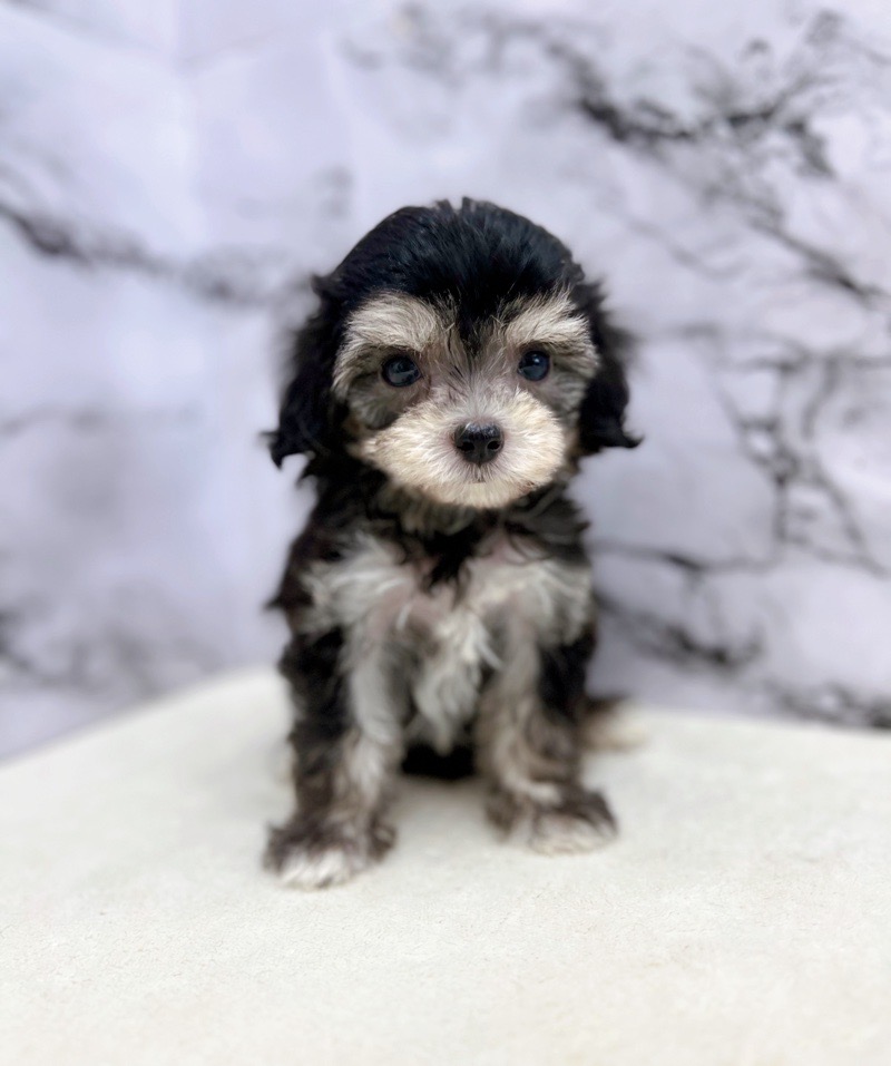 神奈川県のハーフ犬・ミックス犬 (かねだい東戸塚店/2024年7月14日生まれ/男の子/ブラックイエロー)の子犬