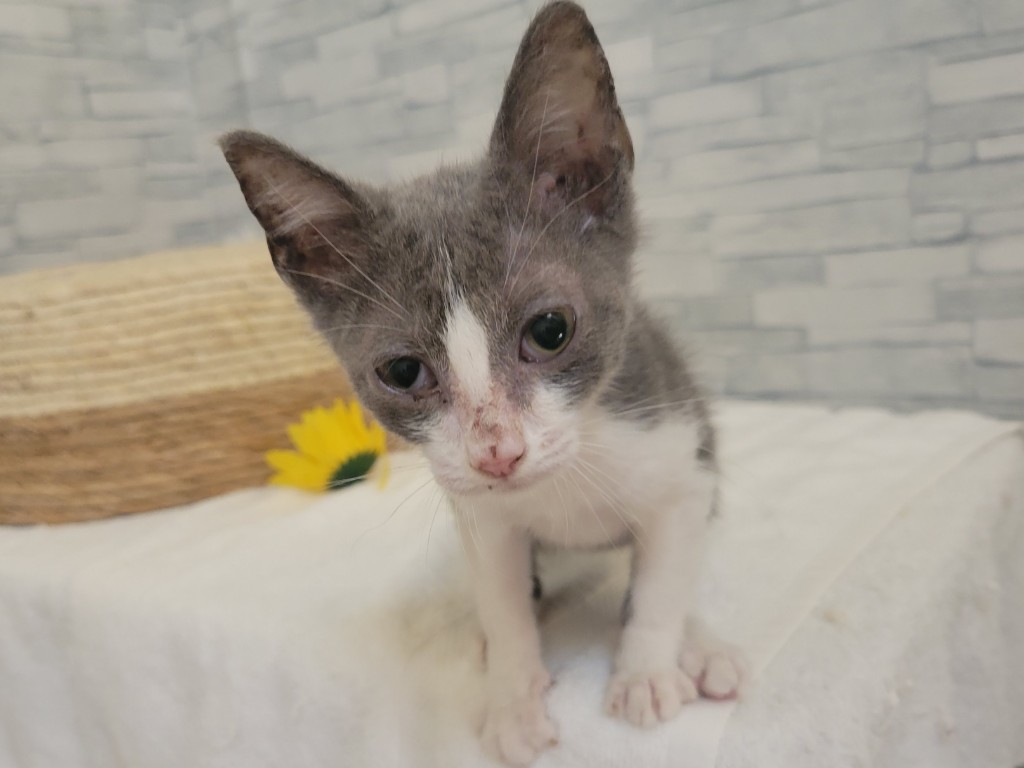 神奈川県のハーフ猫・ミックス猫 (かねだいペットトライアル相模原店/2024年7月8日生まれ/女の子/ホワイトブルー)の子猫