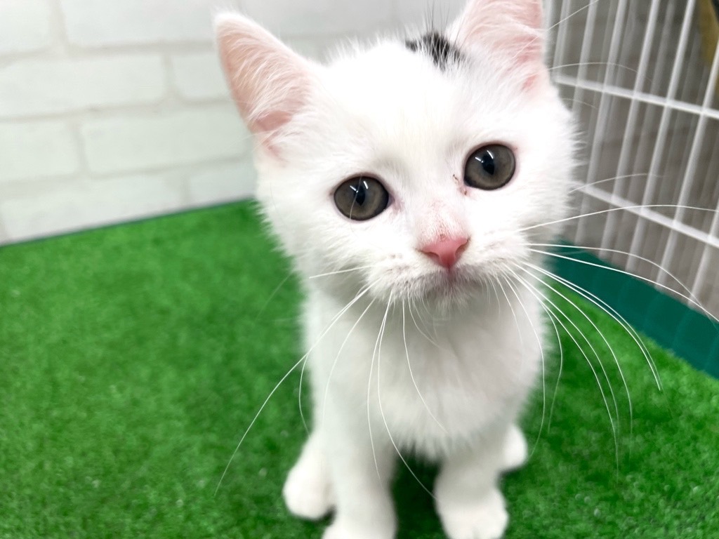 東京都のマンチカン (かねだい立川店/2024年7月14日生まれ/男の子/ブラックホワイト)の子猫