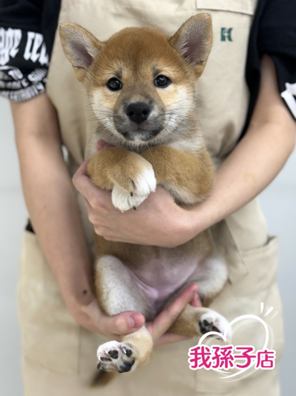 千葉県の柴犬(標準サイズ) (かねだい我孫子店/2024年6月15日生まれ/女の子/赤)の子犬