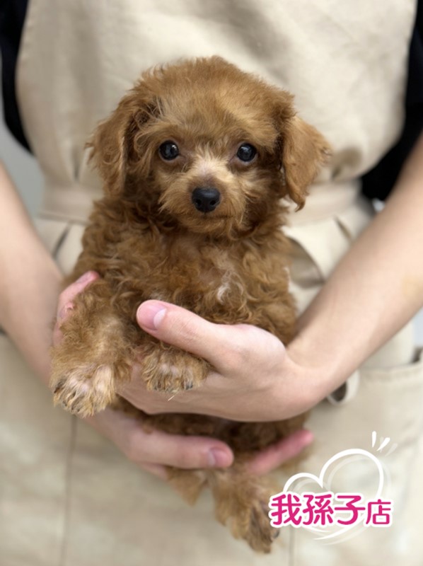 千葉県のトイプードル(トイ) (かねだい我孫子店/2024年6月20日生まれ/男の子/レッド)の子犬