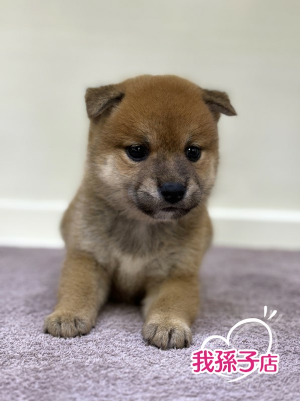 千葉県の柴犬(標準サイズ) (かねだい我孫子店/2024年7月10日生まれ/女の子/赤)の子犬