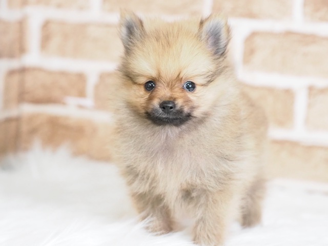 埼玉県のポメラニアン (かねだい戸田店/2024年7月14日生まれ/男の子/オレンジ)の子犬