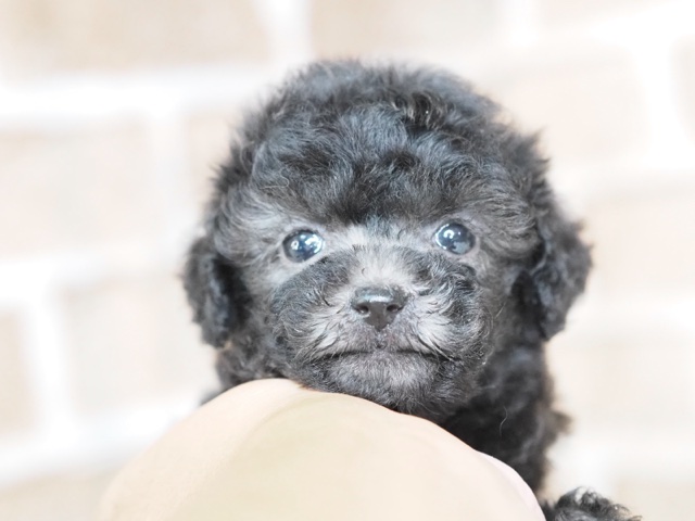 埼玉県のトイプードル(トイ) (かねだい戸田店/2024年7月20日生まれ/男の子/シルバー)の子犬