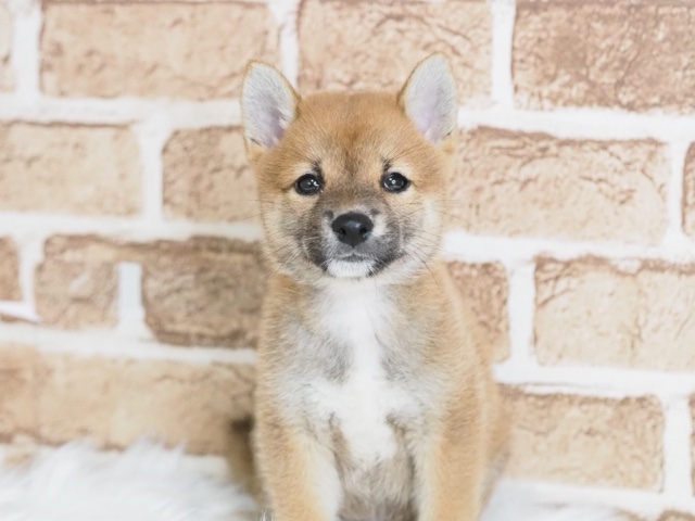 埼玉県の豆柴 (かねだい戸田店/2024年7月18日生まれ/男の子/赤)の子犬