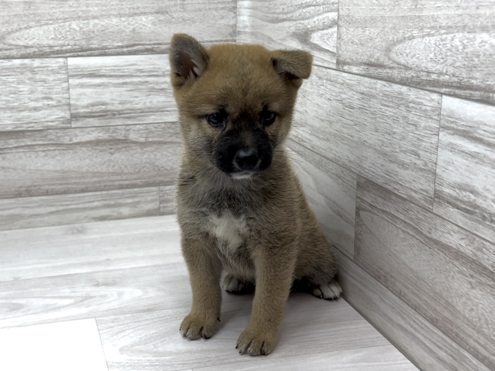 埼玉県の豆柴 (かねだい桶川店/2024年7月18日生まれ/男の子/赤)の子犬