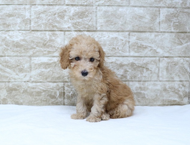 神奈川県のトイプードル(トイ) (かねだい伊勢原店/2024年7月19日生まれ/女の子/レッド)の子犬