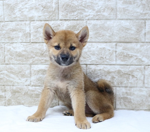 神奈川県の柴犬(標準サイズ) (かねだい伊勢原店/2024年7月15日生まれ/男の子/赤)の子犬