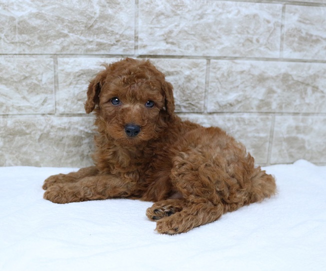 神奈川県のトイプードル(トイ) (かねだい伊勢原店/2024年7月16日生まれ/男の子/レッド)の子犬