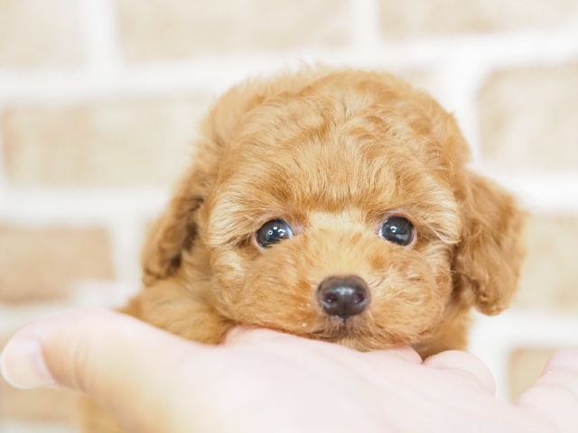 埼玉県のトイプードル(トイ) (かねだい戸田店/2024年7月10日生まれ/男の子/レッド)の子犬