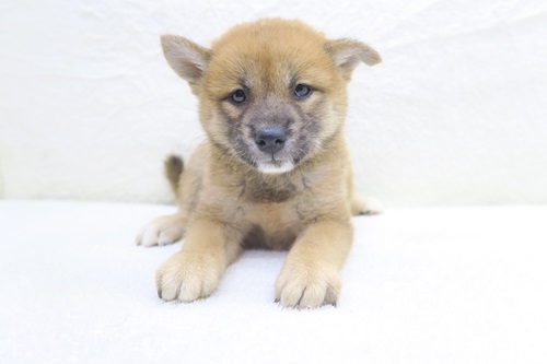 神奈川県の柴犬(標準サイズ) (かねだい海老名店/2024年7月16日生まれ/女の子/赤)の子犬