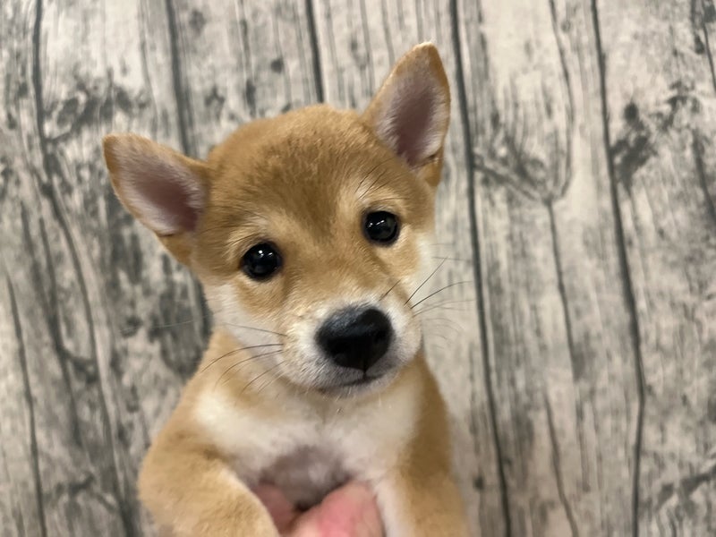 埼玉県の豆柴 (かねだいアクアパーク店/2024年7月5日生まれ/女の子/赤)の子犬