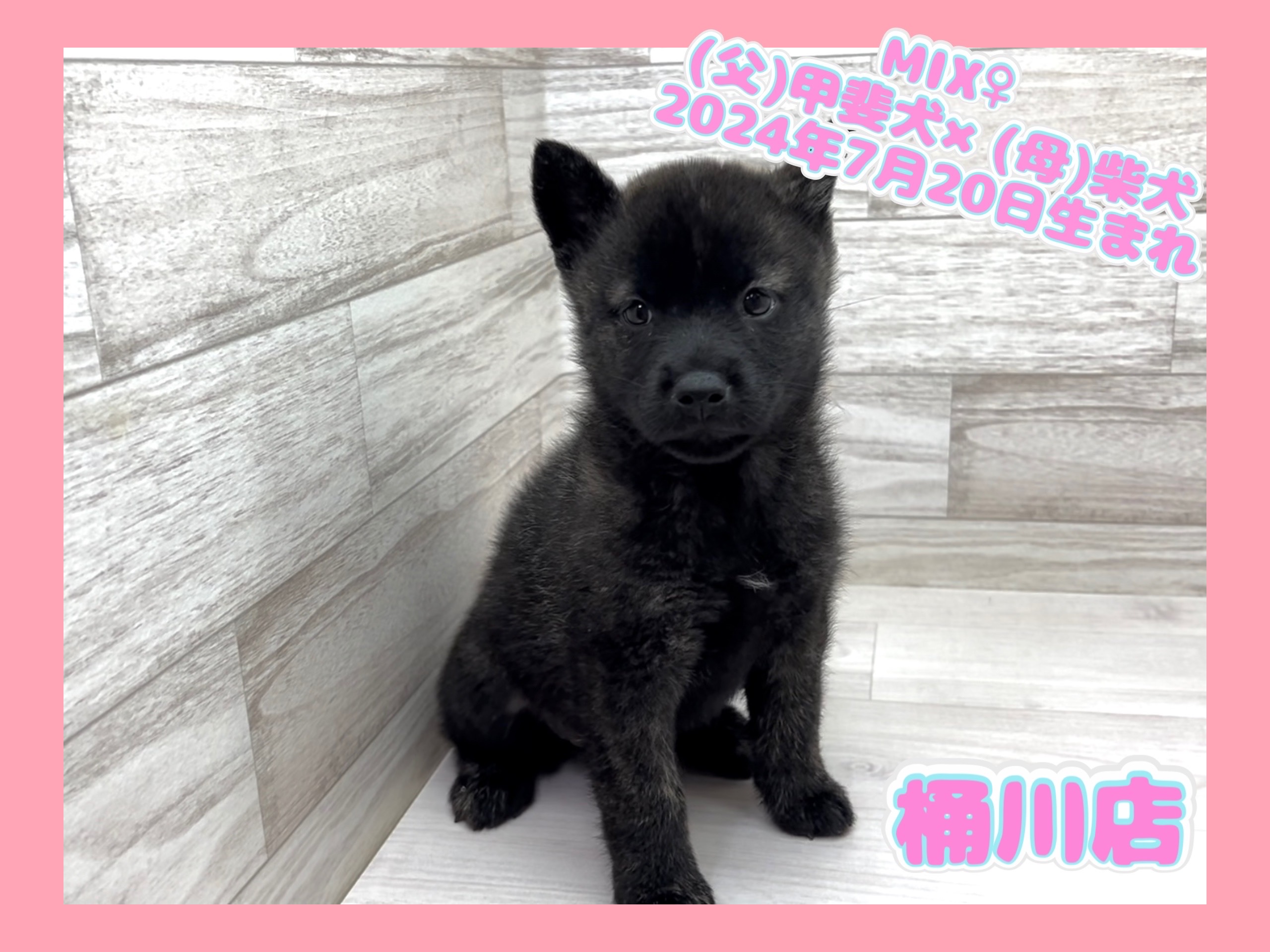 埼玉県のハーフ犬・ミックス犬 (かねだい桶川店/2024年7月18日生まれ/女の子/その他色)の子犬