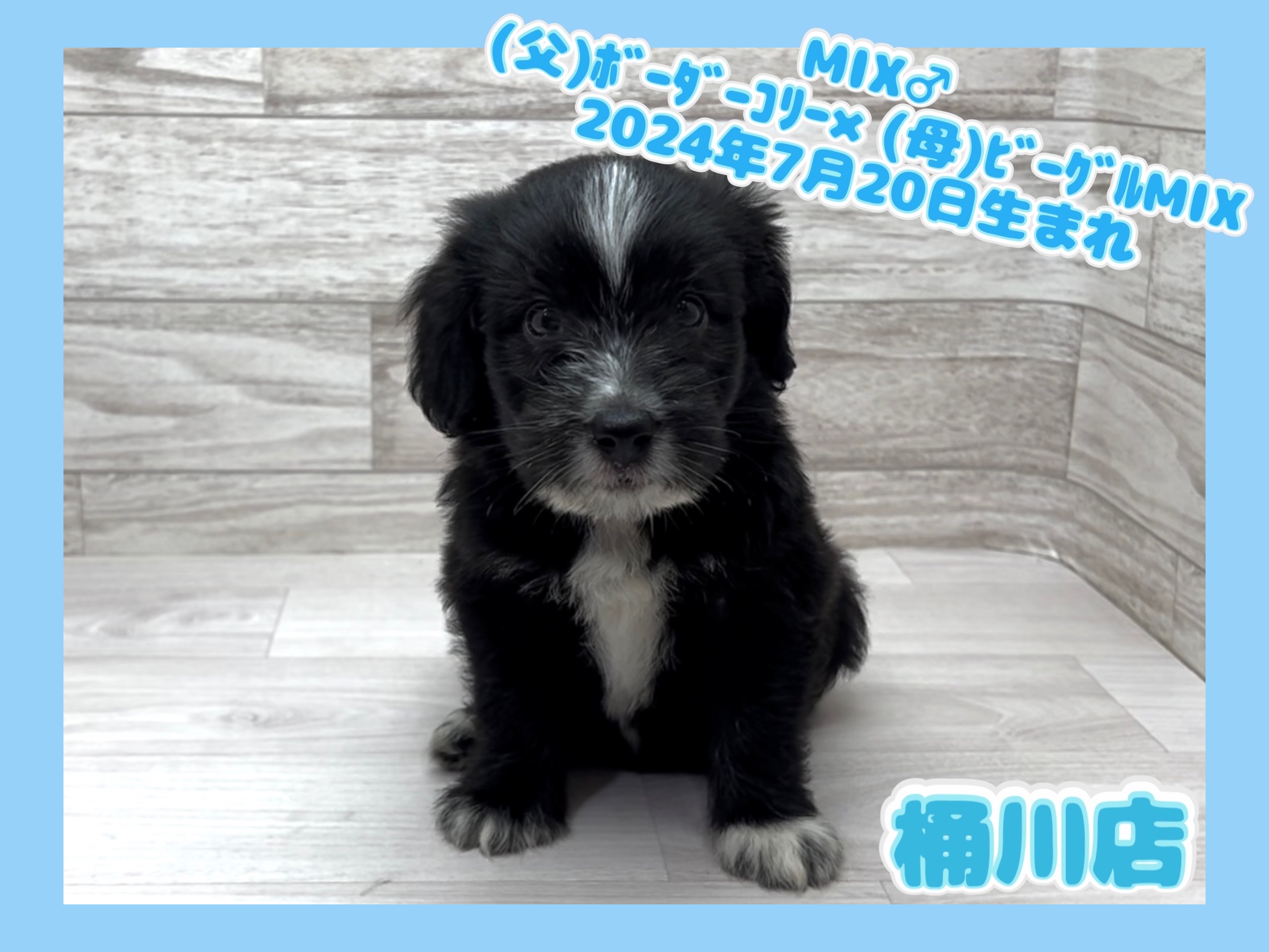 埼玉県のハーフ犬・ミックス犬 (かねだい桶川店/2024年7月20日生まれ/男の子/その他色)の子犬