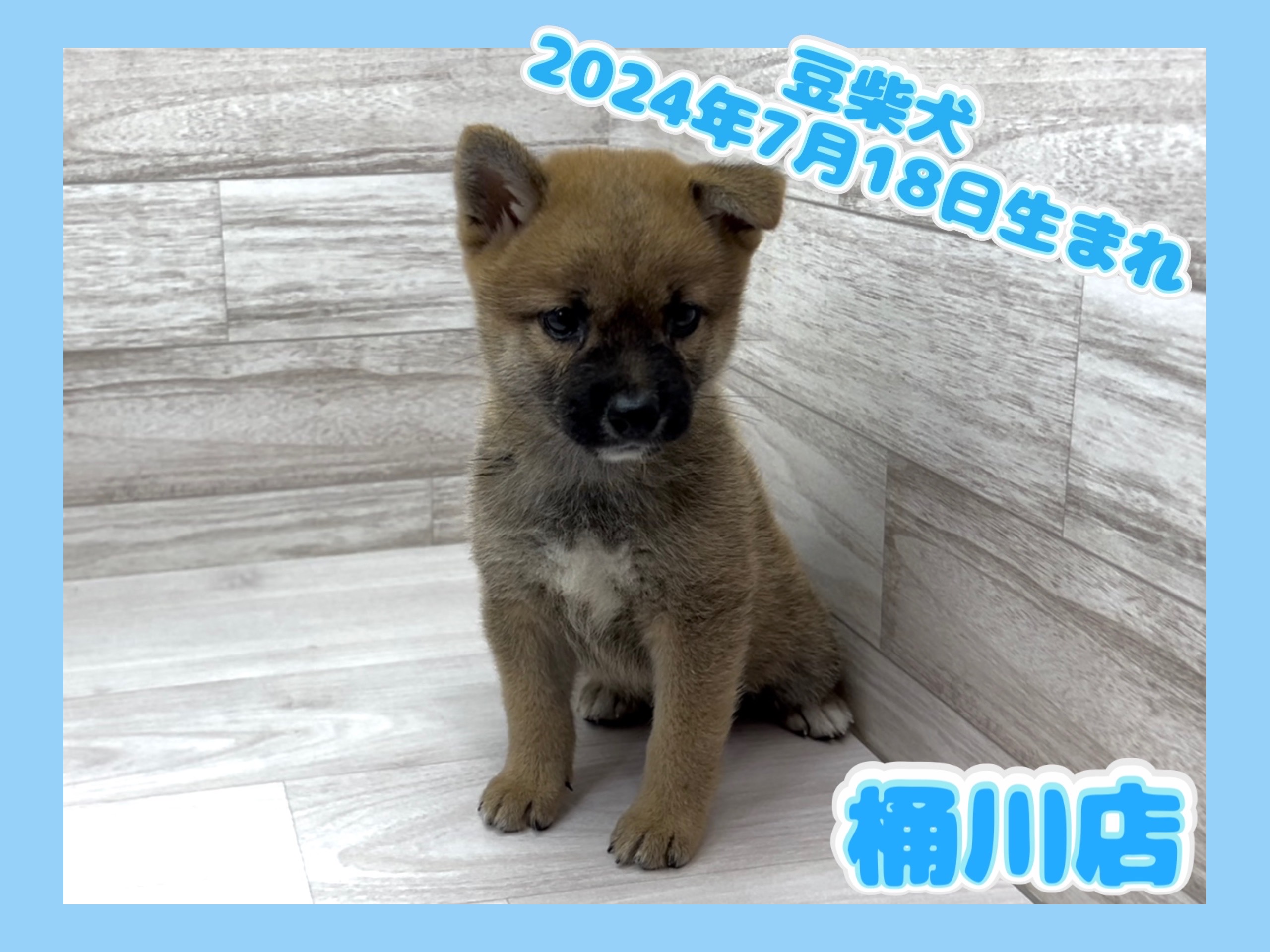 埼玉県の豆柴 (かねだい桶川店/2024年7月18日生まれ/男の子/赤)の子犬