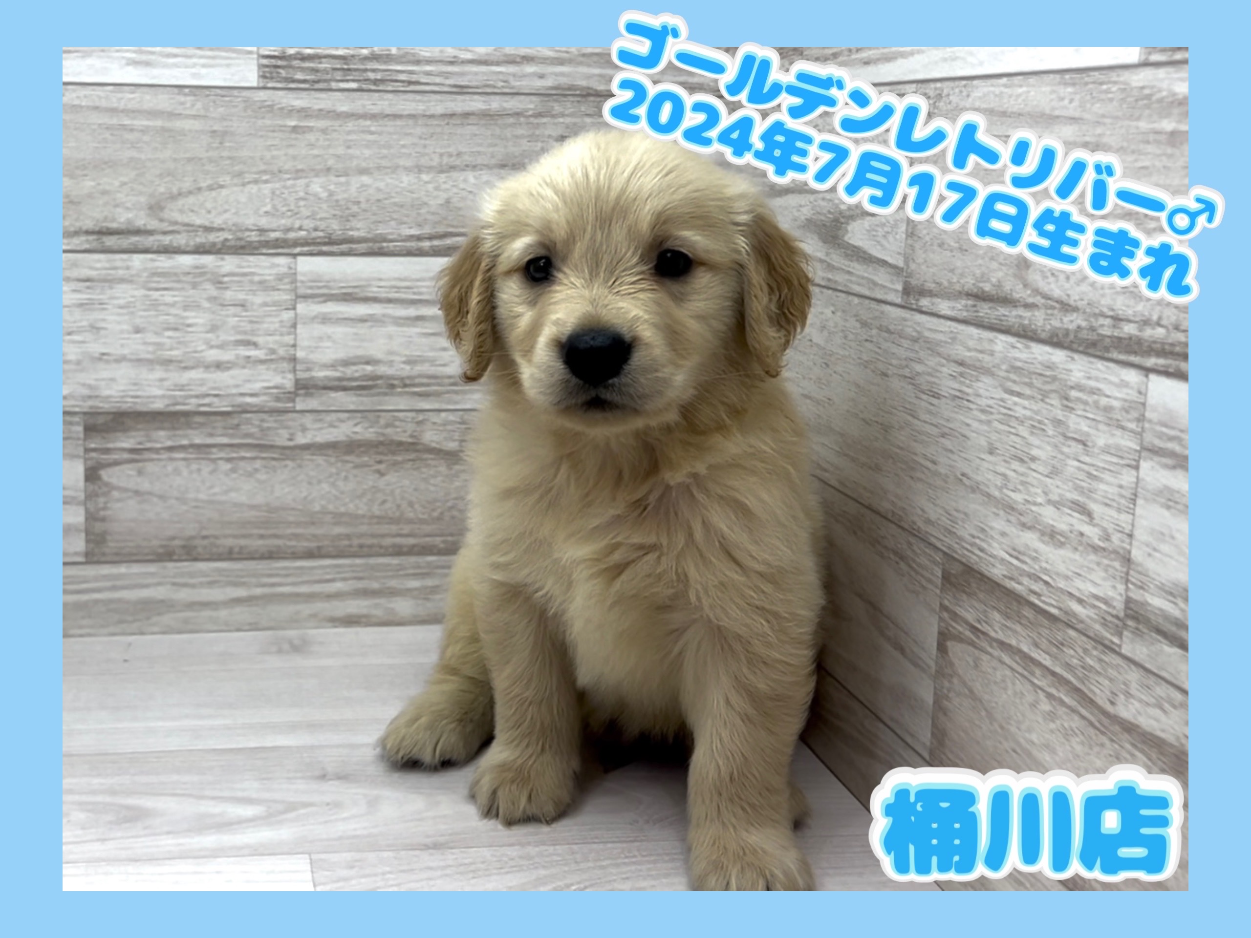 埼玉県のゴールデンレトリバー (かねだい桶川店/2024年7月17日生まれ/男の子/クリーム)の子犬