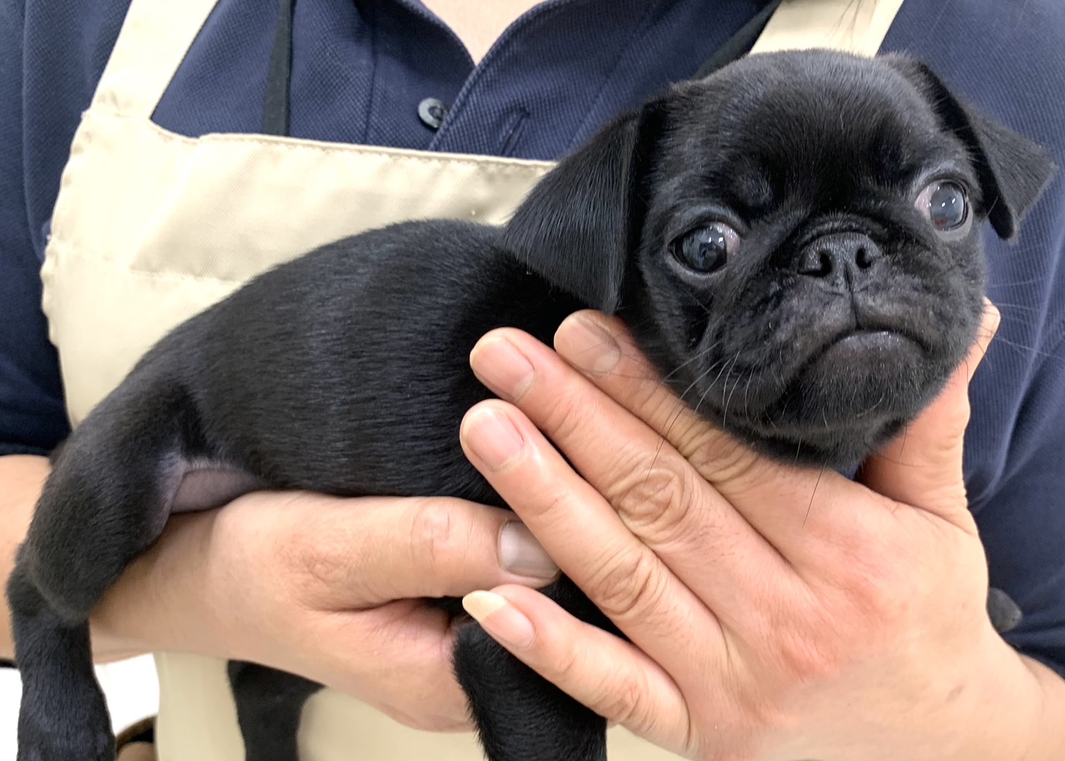 千葉県のパグ (かねだい千葉店/2024年7月17日生まれ/女の子/ブラック)の子犬