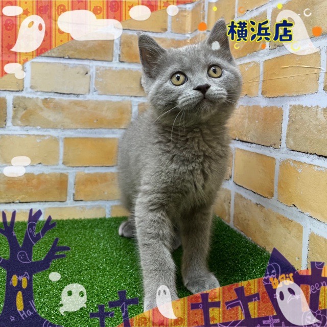 神奈川県のマンチカン (かねだい横浜店/2024年7月2日生まれ/男の子/ブルー)の子猫