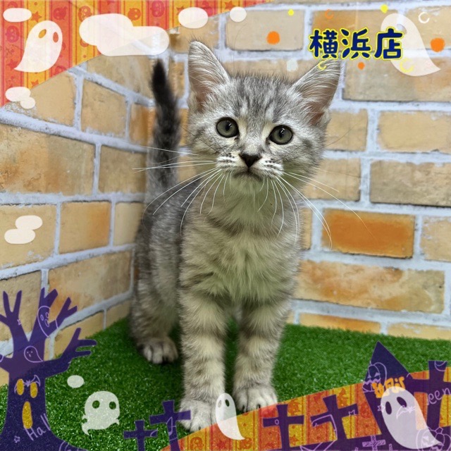 神奈川県のミヌエット (かねだい横浜店/2024年7月11日生まれ/男の子/シルバータビー)の子猫