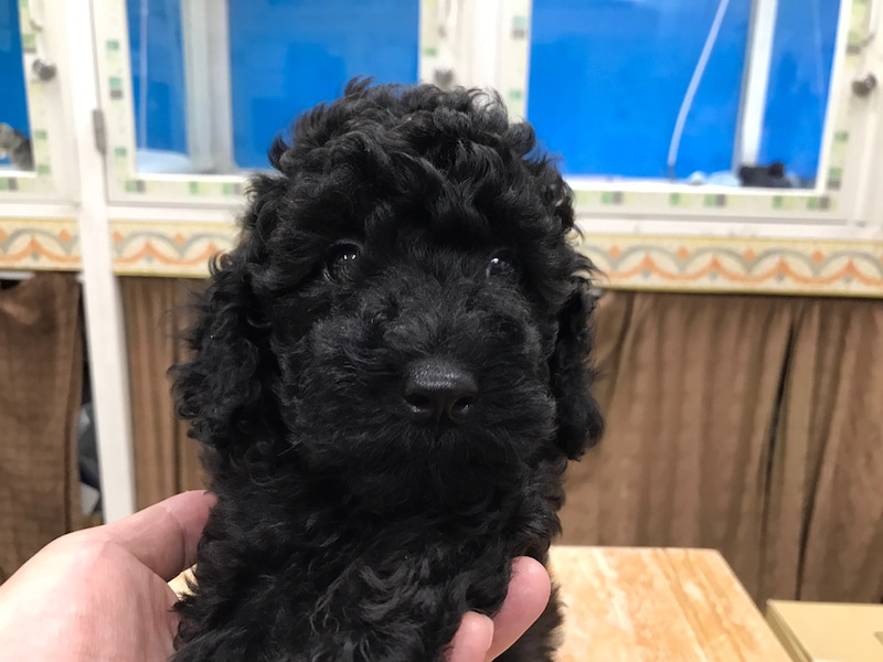 価格の安いmix犬 父 Mix犬 トイプードル チワワ 母 トイプードル 株式会社かねだい
