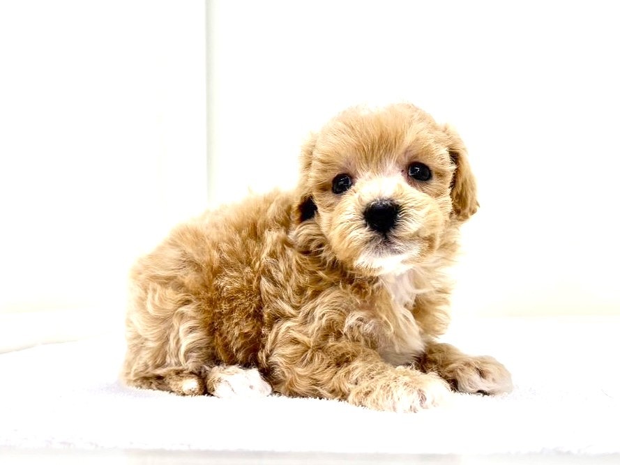 トイプーママ❤️ 価格の安いMIX犬（父：マルチーズ 母：トイプードル）♂ 9月23日