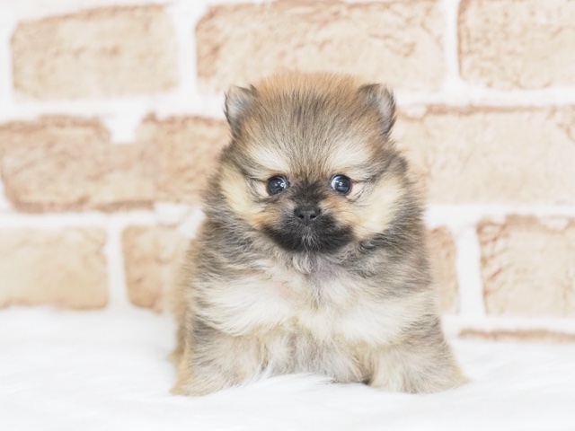 埼玉県のポメラニアン (かねだい戸田店/2024年7月25日生まれ/男の子/オレンジ)の子犬