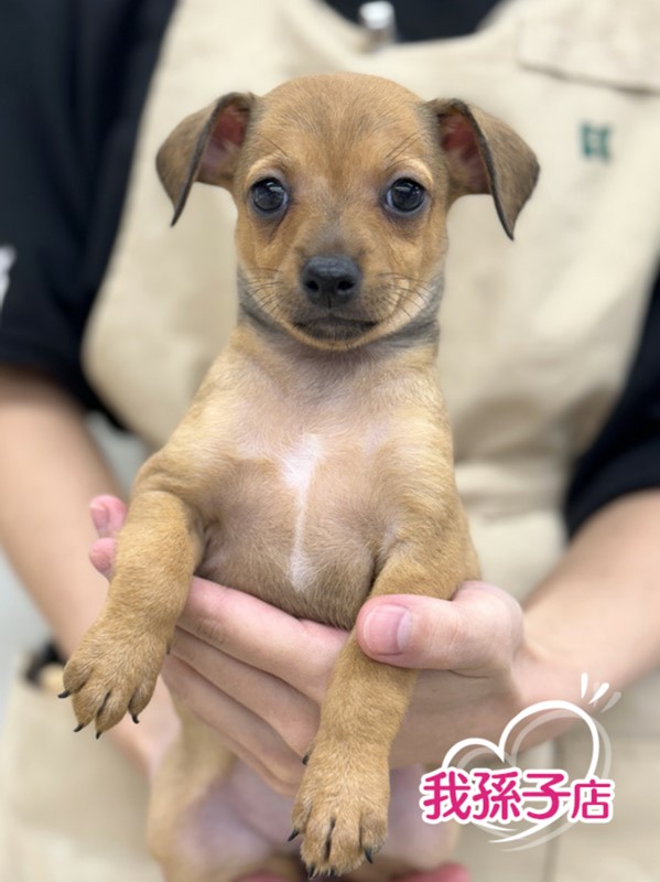 千葉県のハーフ犬・ミックス犬 (かねだい我孫子店/2024年7月20日生まれ/女の子/その他色)の子犬