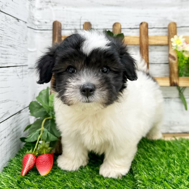 埼玉県のハーフ犬・ミックス犬 (かねだい所沢店/2024年7月25日生まれ/男の子/ホワイトブラック)の子犬