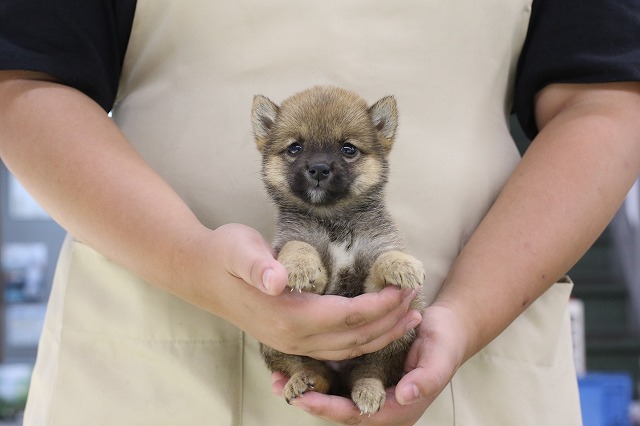 埼玉県の豆柴 (かねだい草加店/2024年7月26日生まれ/男の子/赤)の子犬