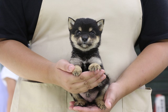 埼玉県の豆柴 (かねだい草加店/2024年7月26日生まれ/男の子/黒)の子犬