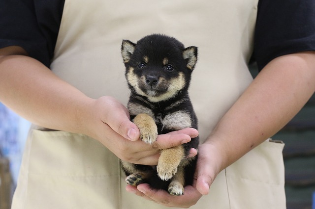 埼玉県の豆柴 (かねだい草加店/2024年7月26日生まれ/男の子/黒)の子犬