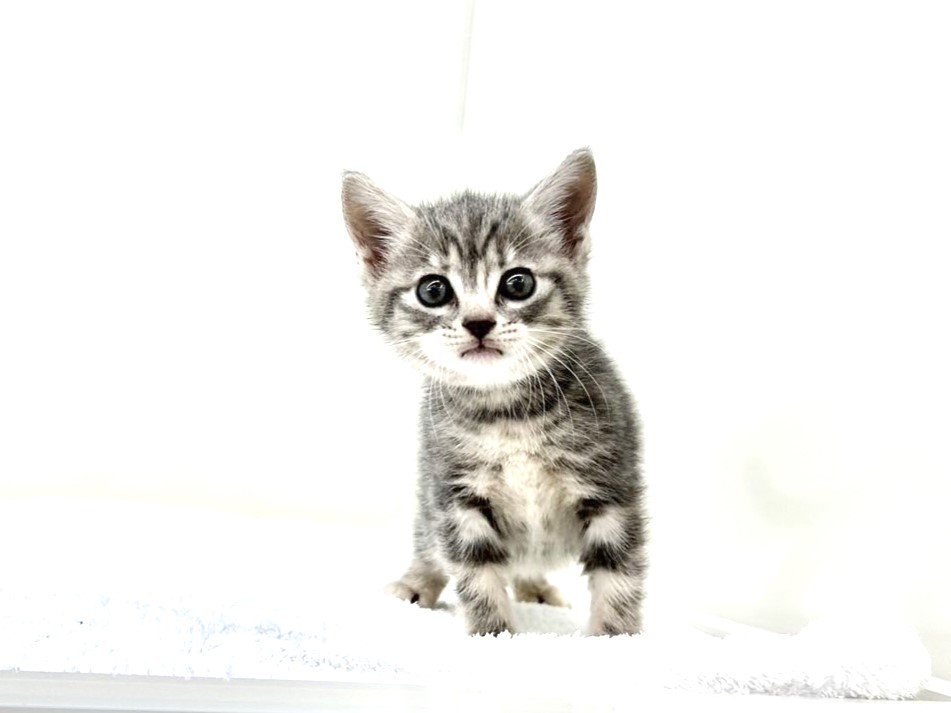 東京都のマンチカン (かねだい本町田店/2024年7月28日生まれ/女の子/ブルータビー)の子猫