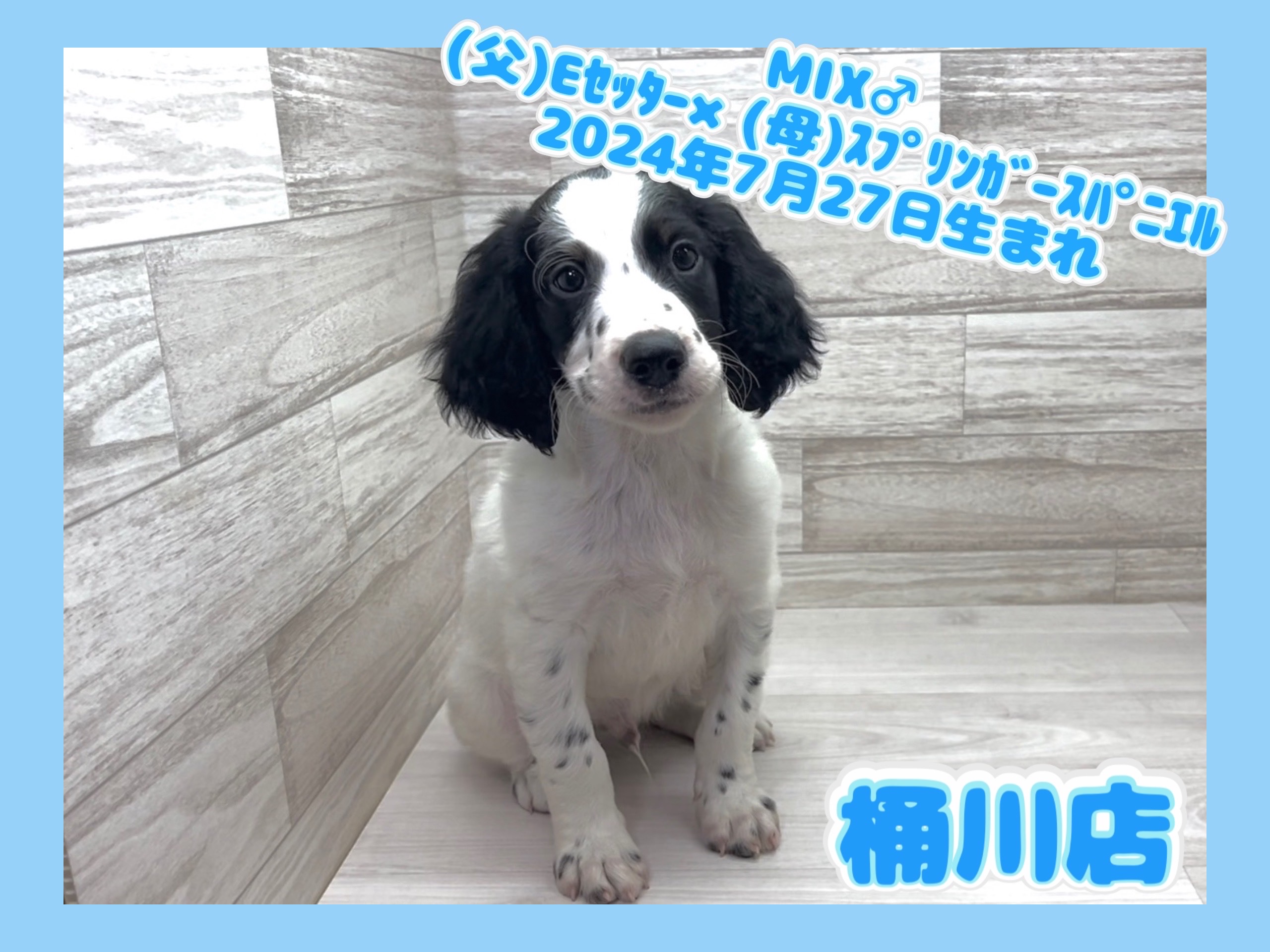 埼玉県のハーフ犬・ミックス犬 (かねだい桶川店/2024年7月27日生まれ/男の子/その他色)の子犬