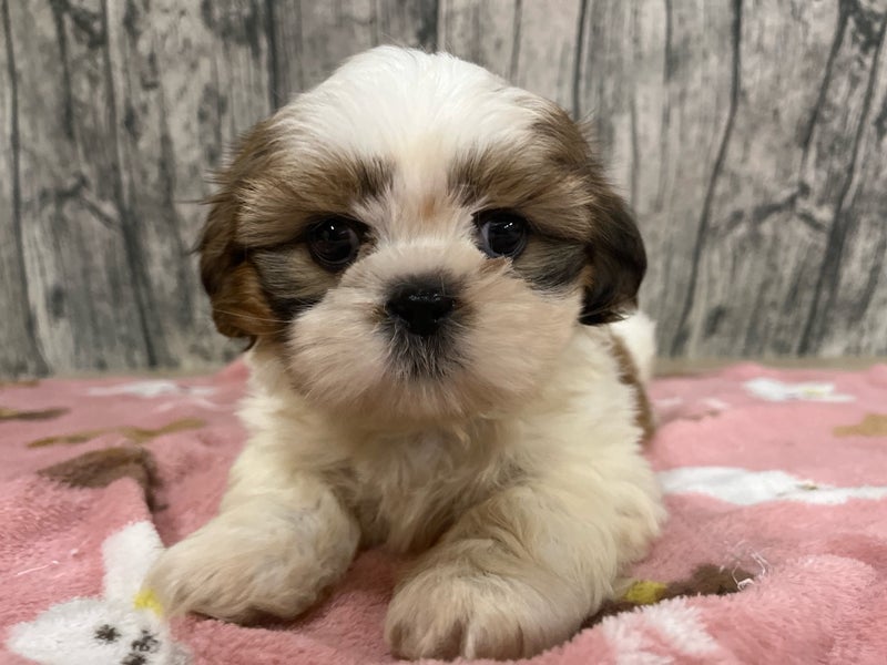 埼玉県のシーズー (かねだいアクアパーク店/2024年7月29日生まれ/女の子/ゴールドホワイト)の子犬