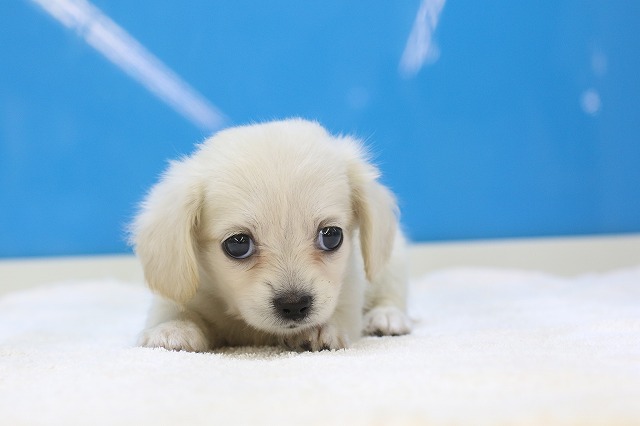 埼玉県の犬ハーフ (かねだい草加店/2024年7月28日生まれ/女の子/クリーム)の子犬