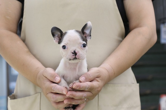 埼玉県のボストンテリア (かねだい草加店/2024年7月28日生まれ/女の子/ボストンカラー)の子犬