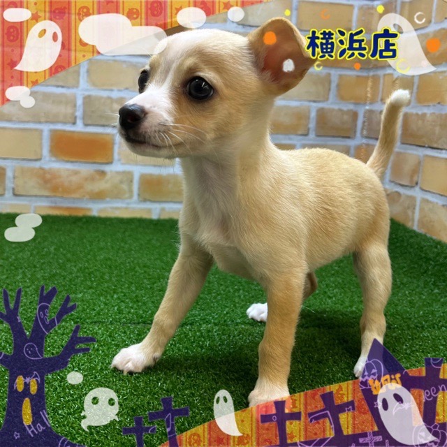 神奈川県のハーフ犬・ミックス犬 (かねだい横浜店/2024年7月13日生まれ/女の子/フォーンホワイト)の子犬