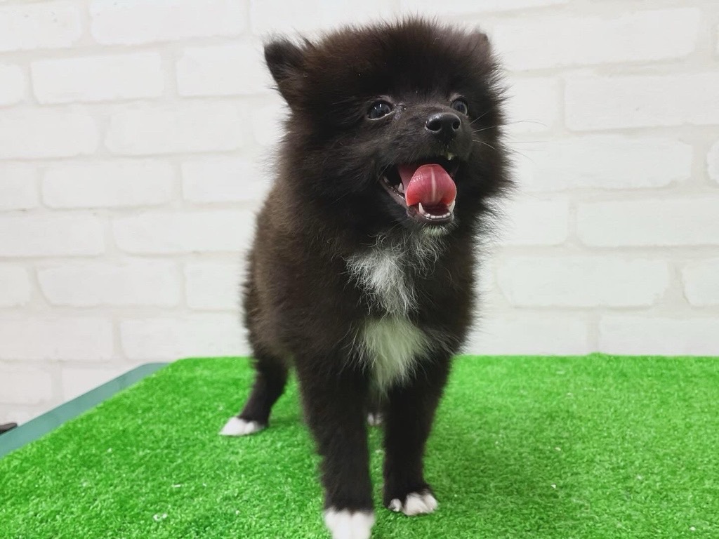 東京都のポメラニアン (かねだい立川店/2024年6月30日生まれ/女の子/ブラックホワイト)の子犬