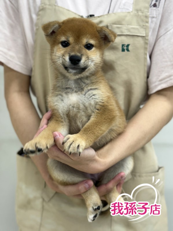 千葉県の柴犬(標準サイズ) (かねだい我孫子店/2024年7月10日生まれ/女の子/赤)の子犬