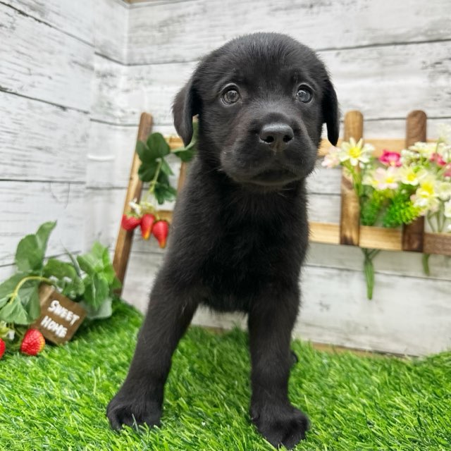 埼玉県のラブラドールレトリーバー (かねだい所沢店/2024年8月3日生まれ/男の子/ブラック)の子犬