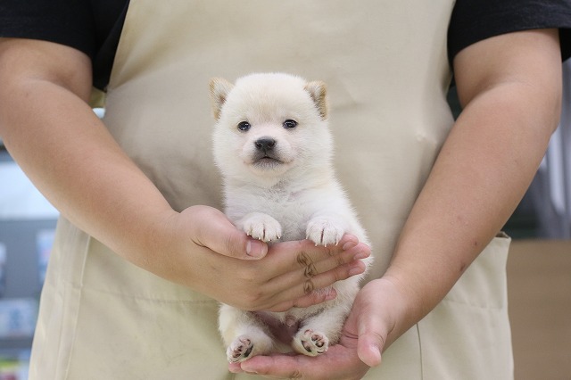 埼玉県の柴犬(標準サイズ) (かねだい草加店/2024年8月2日生まれ/男の子/白)の子犬