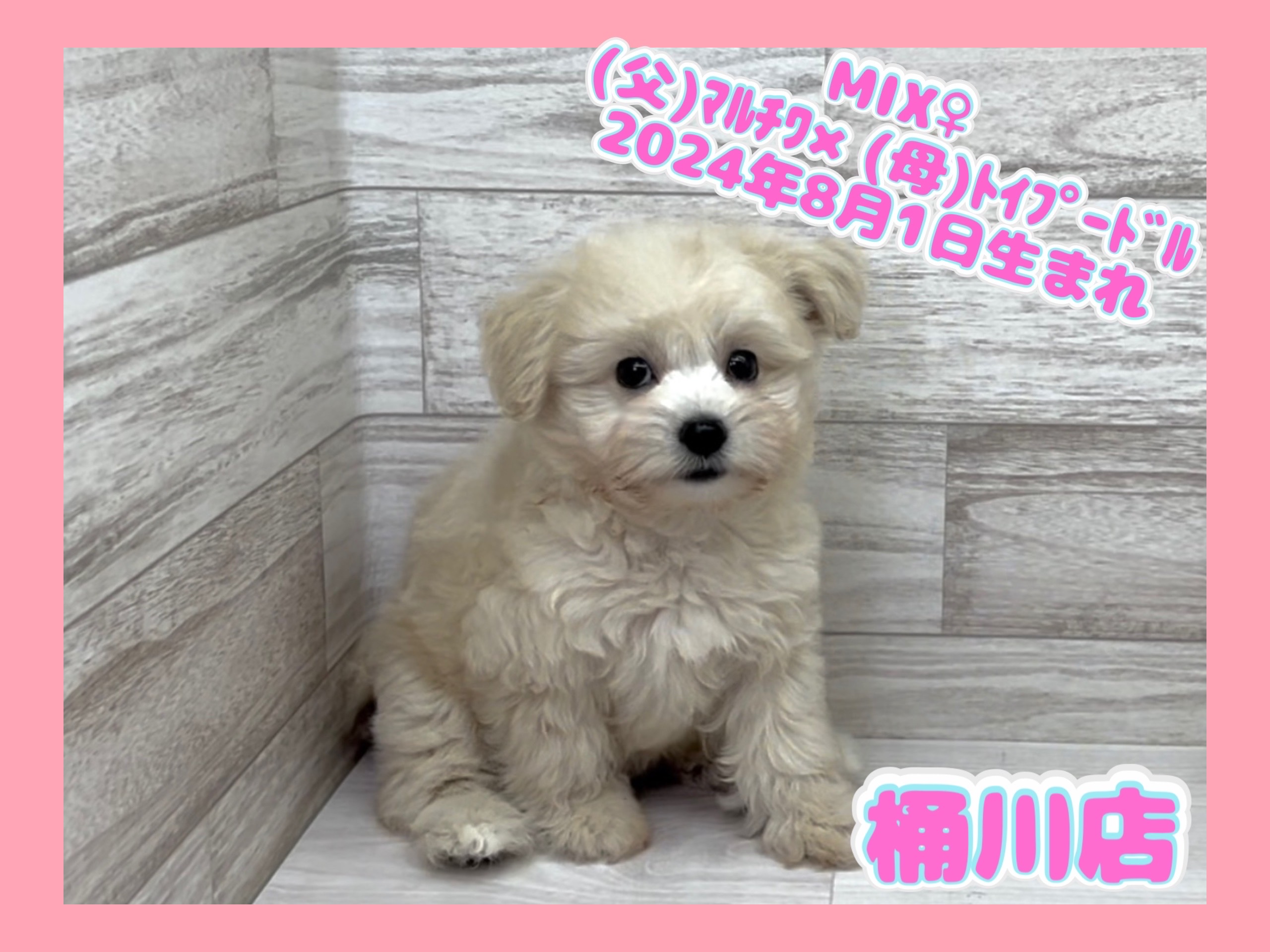 埼玉県のハーフ犬・ミックス犬 (かねだい桶川店/2024年8月1日生まれ/女の子/その他色)の子犬