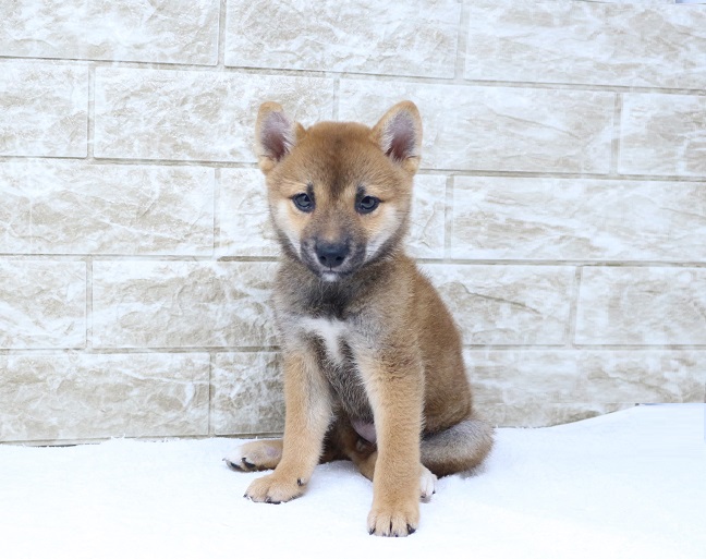 神奈川県の柴犬(標準サイズ) (かねだい伊勢原店/2024年8月3日生まれ/女の子/赤)の子犬