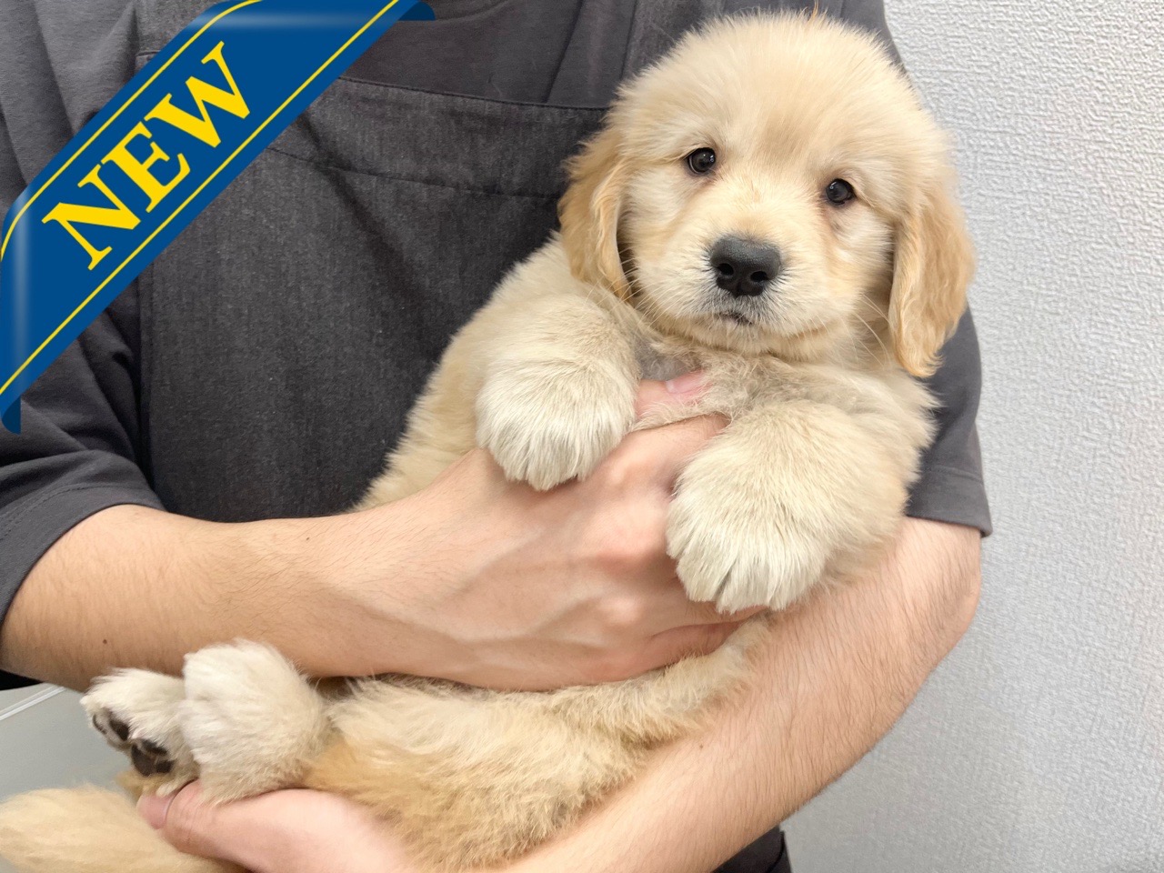 東京都のゴールデンレトリバー (かねだい青梅店/2024年8月5日生まれ/女の子/ゴールデン)の子犬