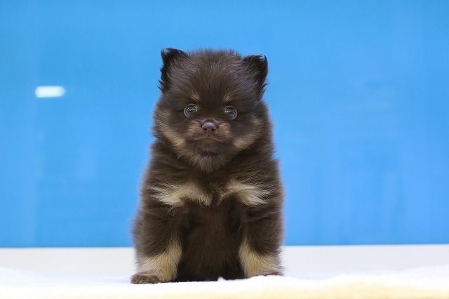 埼玉県のポメラニアン (かねだい草加店/2024年8月5日生まれ/男の子/チョコレートタン)の子犬