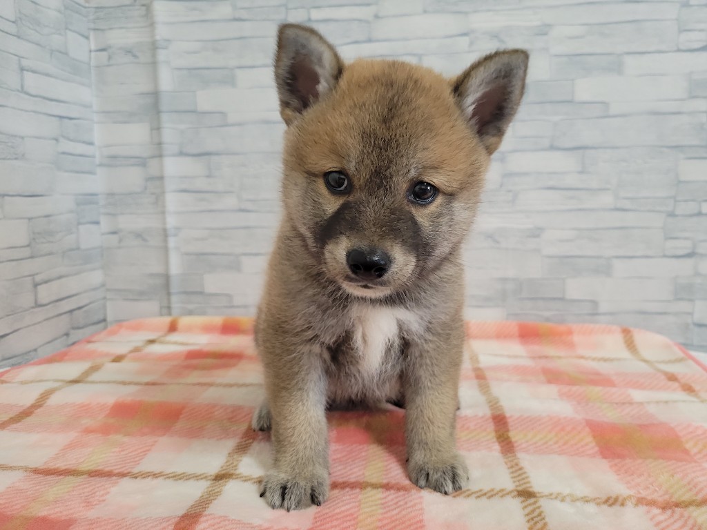 神奈川県の柴犬(標準サイズ) (かねだいペットトライアル相模原店/2024年8月2日生まれ/男の子/赤)の子犬