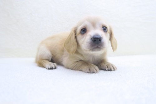 神奈川県のハーフ犬・ミックス犬 (かねだい海老名店/2024年8月6日生まれ/男の子/レッド)の子犬