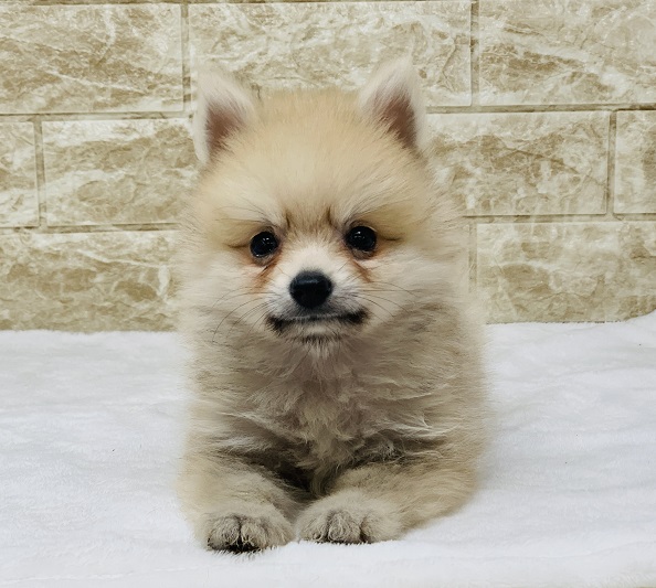 神奈川県のポメラニアン (かねだい伊勢原店/2024年8月6日生まれ/男の子/オレンジ)の子犬